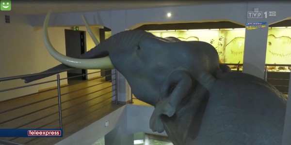 Model słonia w Muzeum Okręgowym w Koninie